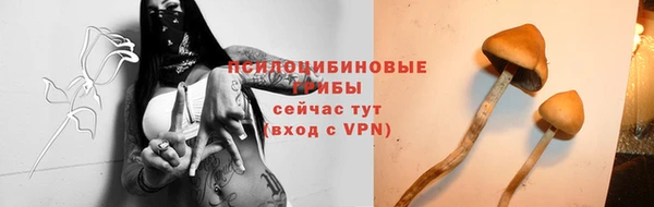 индика Аркадак